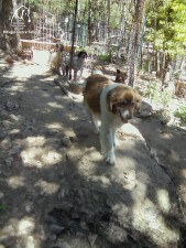 Plinio